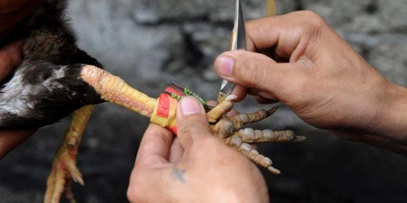 Đá gà cựa dao có tính sát thương cao do phần cựa sắc nhọn