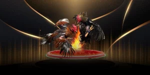đá gà cựa sắt